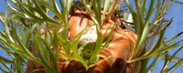 鹿角蕨叶子枯黄怎么办