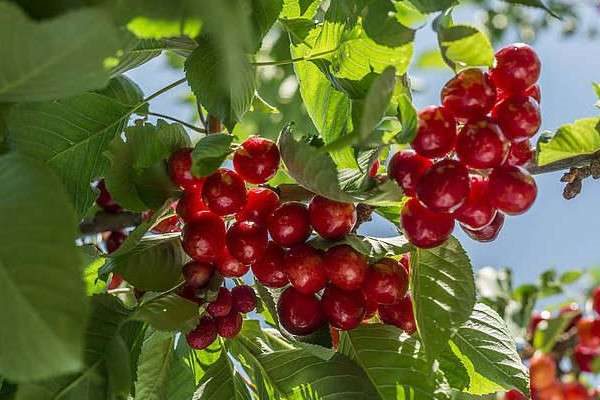 樱桃树零下多少度会冻死