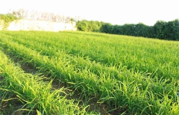 小麦苗叶色异常是什么原因？