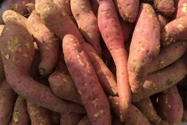 番薯原产地在哪里