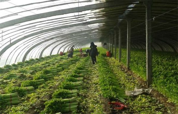 冬季大棚温度低的原因？