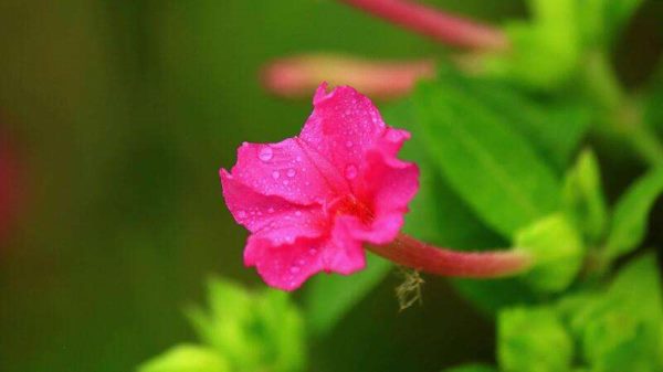 夜来香有没有毒