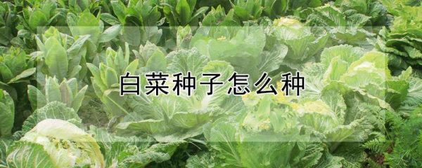 白菜种子怎么种
