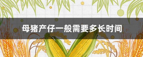 母猪产仔一般需要多长时间？