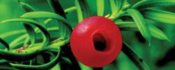 曼地亚红豆杉雌雄鉴别方法