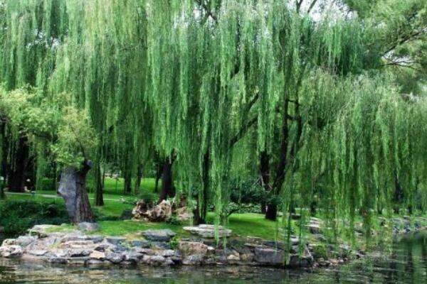 杨柳树和柳树有什么区别