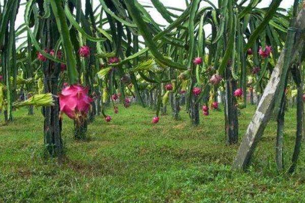 火龙果枝条发黄原因