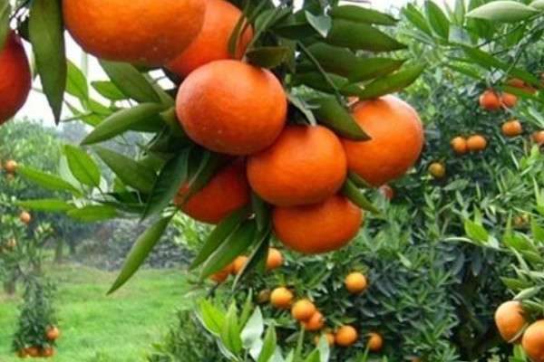 橘子树不结果怎么回事