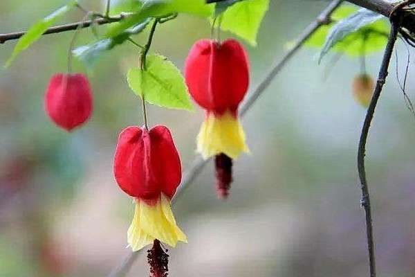 蔓性风铃花叶子打卷