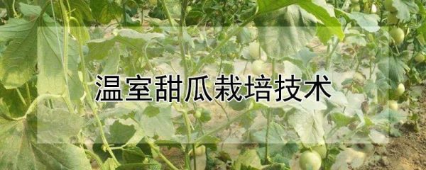 温室甜瓜栽培技术