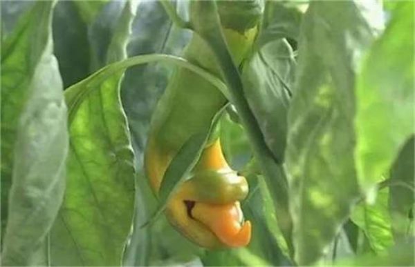 辣椒畸形该怎么办？