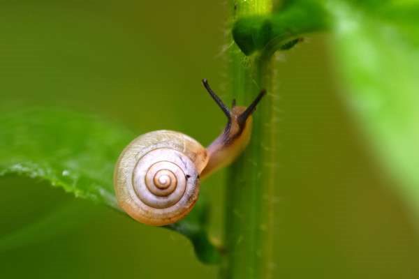 蜗牛怎么养才不会死