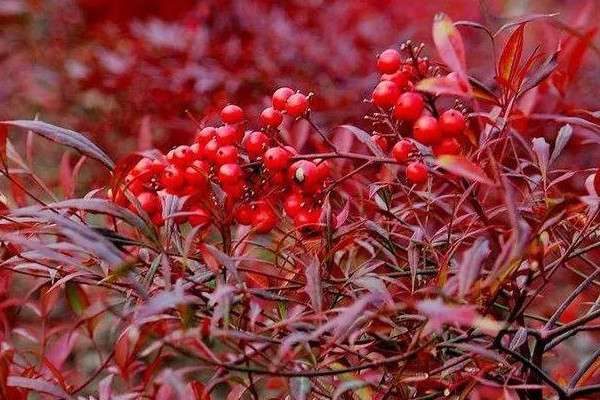 南天竹有毒吗能用手摸吗