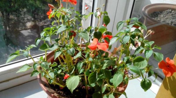 玻璃翠有没有毒