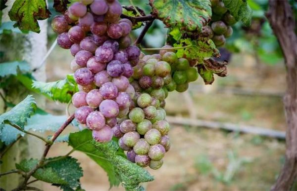 种植10亩葡萄前期投资