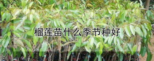 榴莲苗什么季节种好