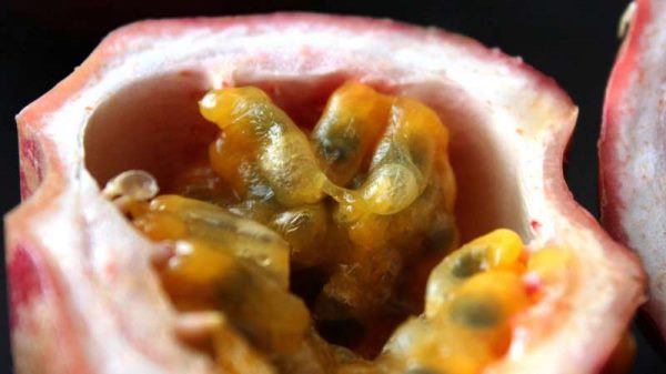 百香果的籽可以吃吗？