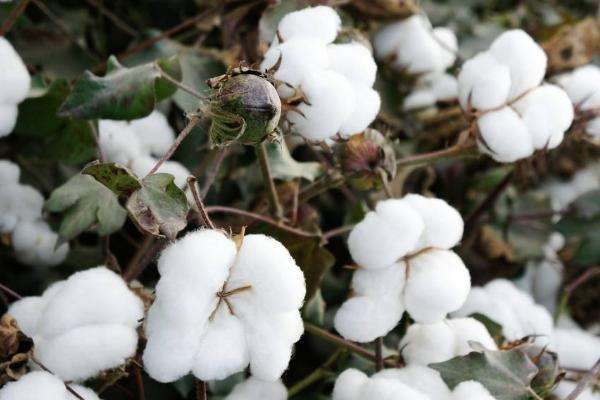 干旱地区适合种植什么？