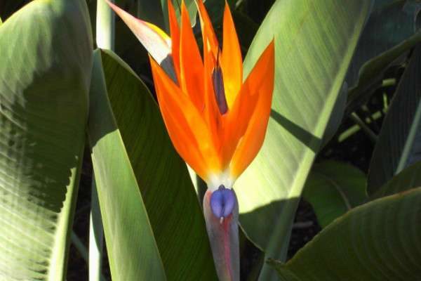 天堂鸟冬天会冻死吗