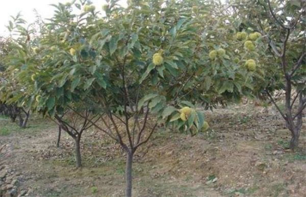 种一亩板栗的利润是多少？