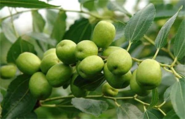 枣树座果率低的原因？