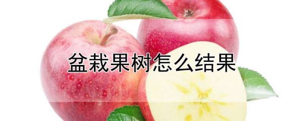 盆栽果树怎么结果