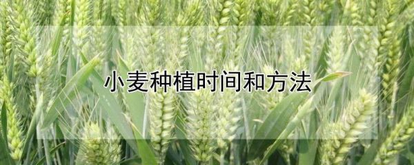 小麦种植时间和方法