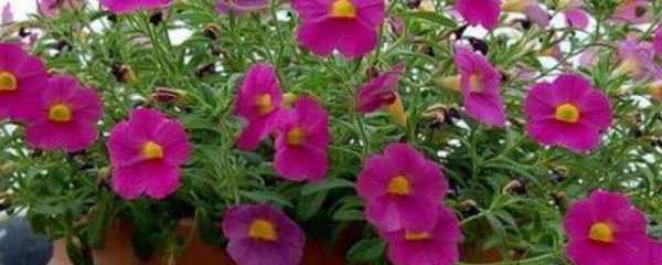 夏季矮牵牛的修剪