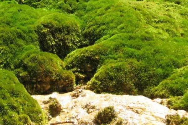 植物分为几大类