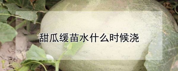 甜瓜缓苗水什么时候浇