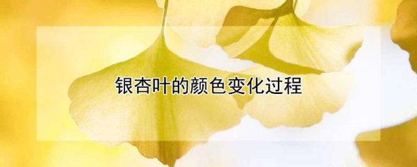 银杏叶的颜色变化过程