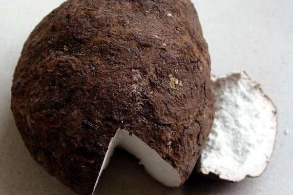 茯苓是什么植物生长出来的