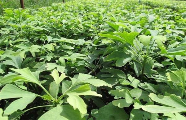 银杏苗如何培育