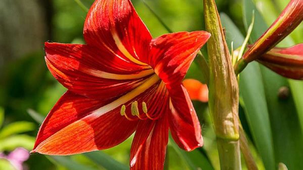 朱顶红有没有毒