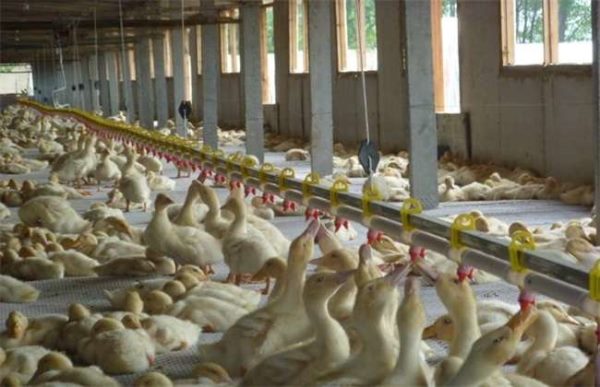 如何提高养鸭效益