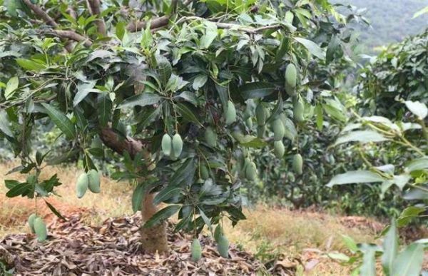 如何提高芒果的座果率