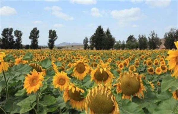 如何预防向日葵空壳