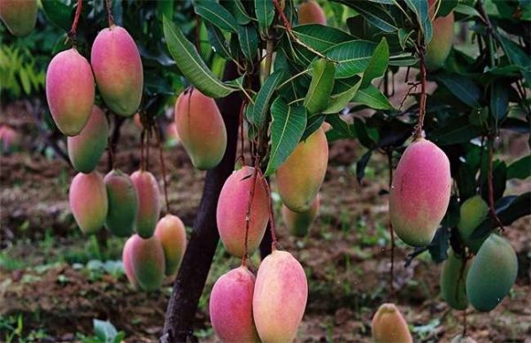 如何提高芒果的座果率