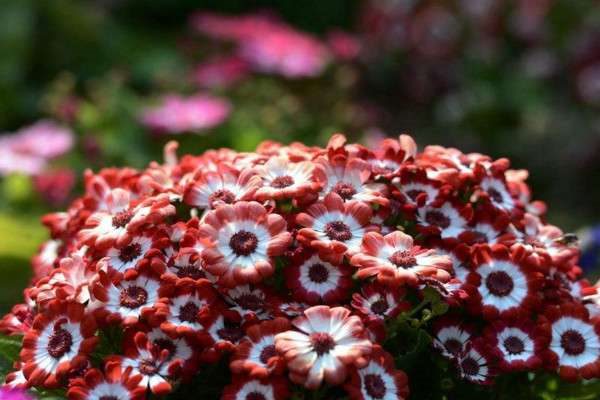 草本植物有哪些？