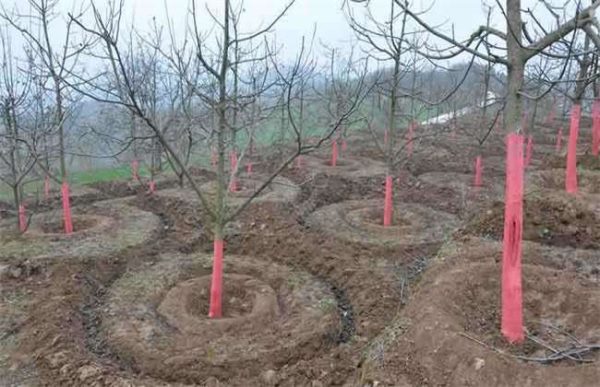 果树冬季施肥注意事项