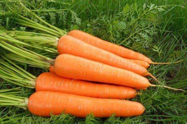 胡萝卜盆栽怎么养