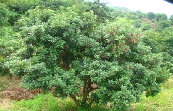 杨梅如何预防大小年