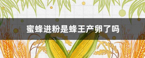 蜜蜂进粉是蜂王产卵了吗？