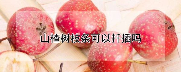 山楂树枝条可以扦插吗