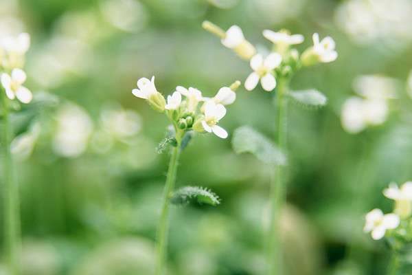拟南芥是什么植物
