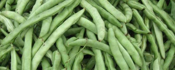 四季豆从种到多少天