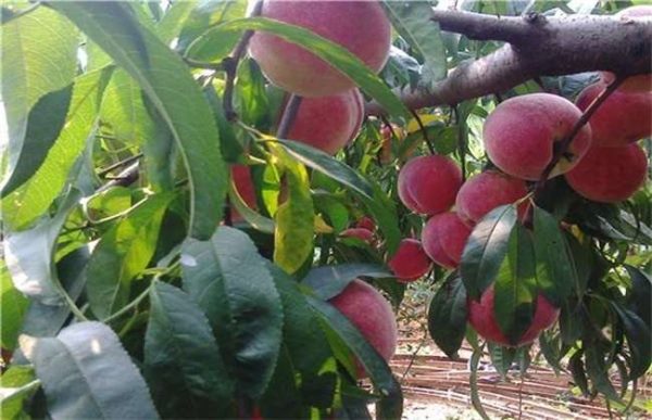 桃树盛果期管理要点