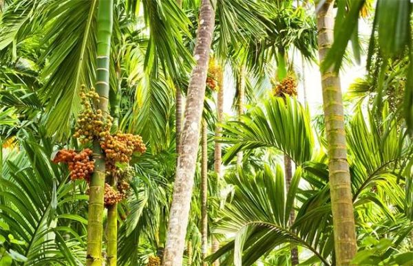 槟榔低产的原因是什么？