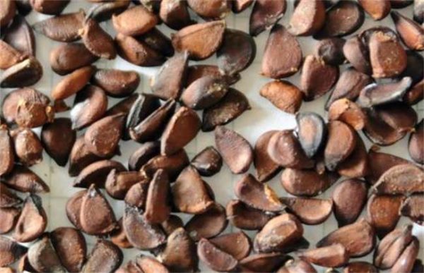 种子生虫了怎么办？