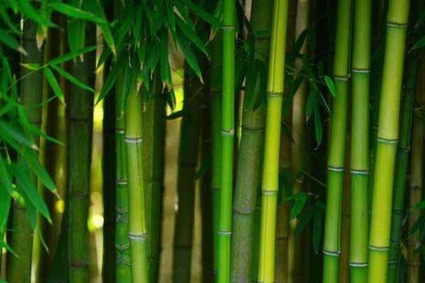 竹子掉粉虫怎处理